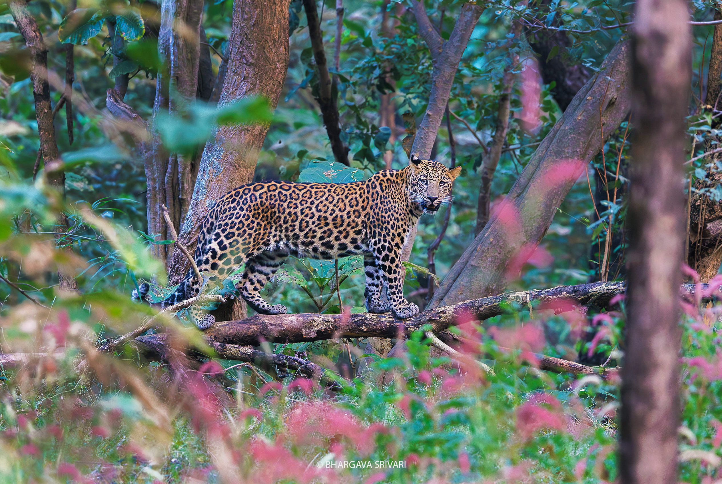 Pench lodge monsoon