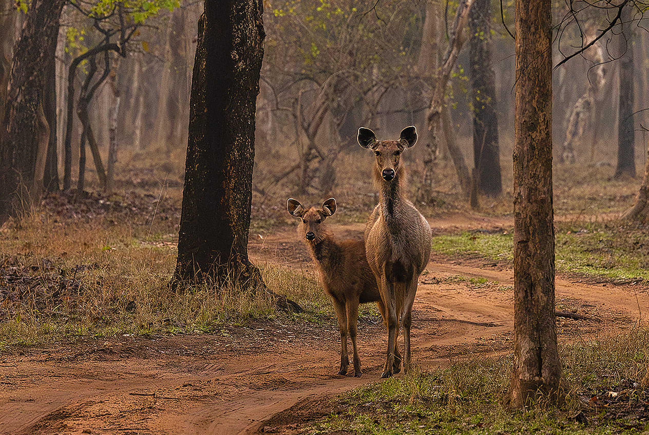 Pench wildlife October to March