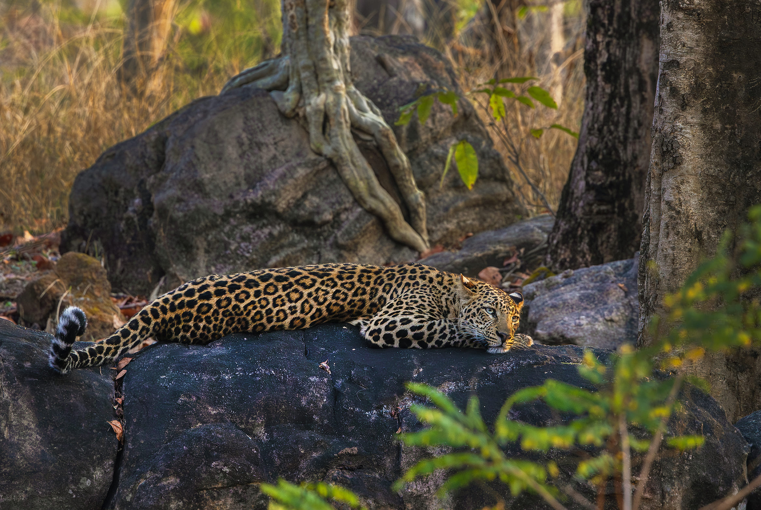 Pench camp October to March