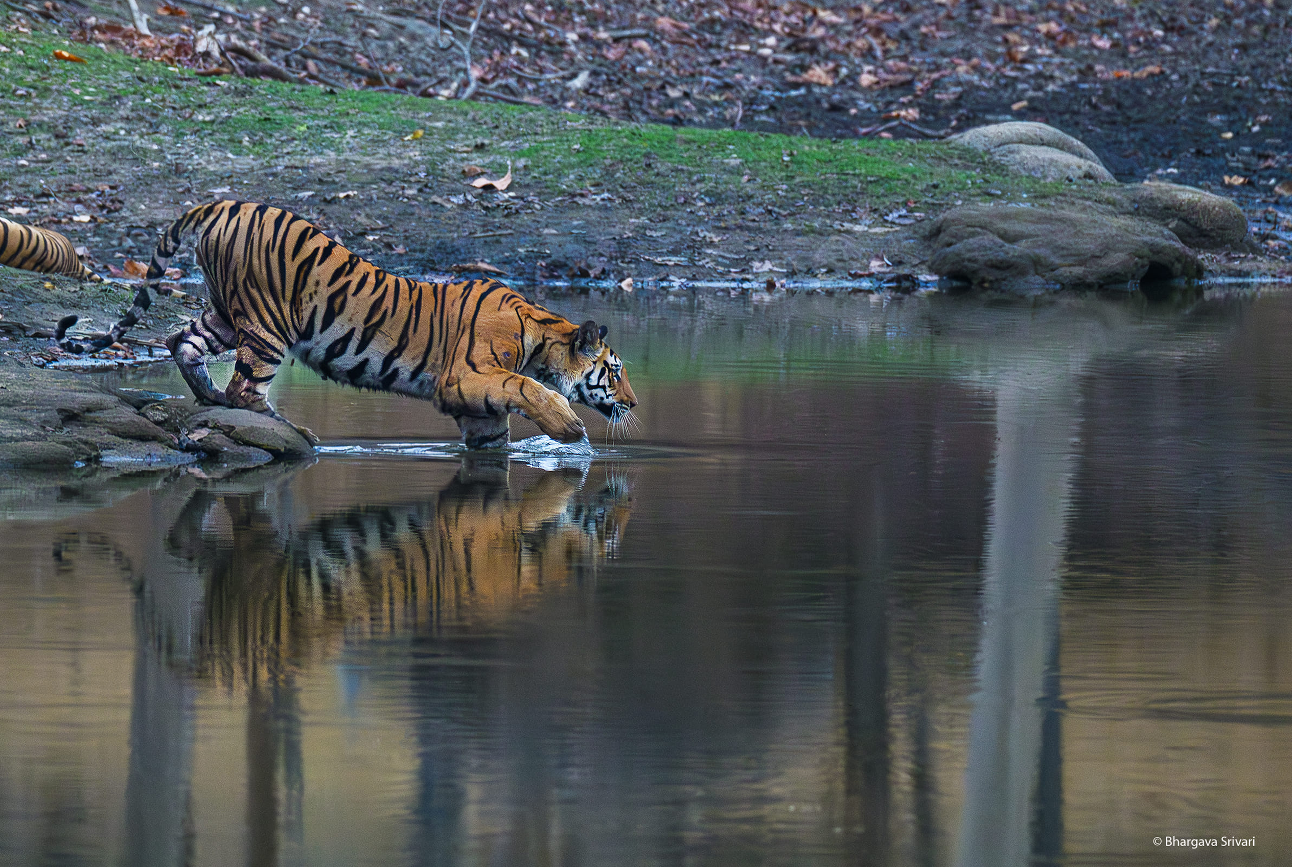 Tiger sighting April to June