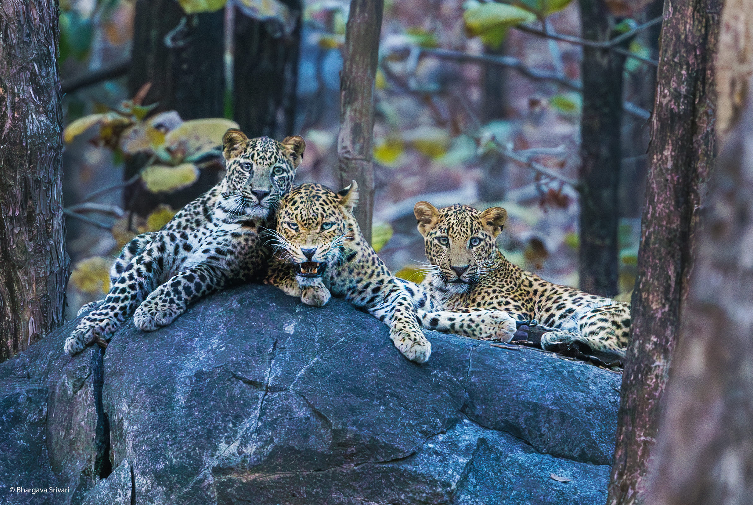 Pench verandah monsoon