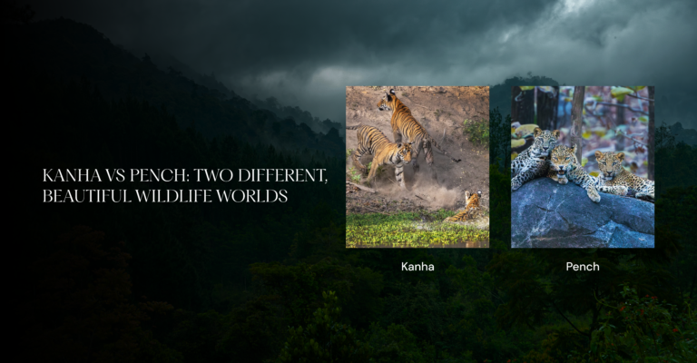 Kanha vs Pench: Two Different, Beautiful Wildlife Worlds