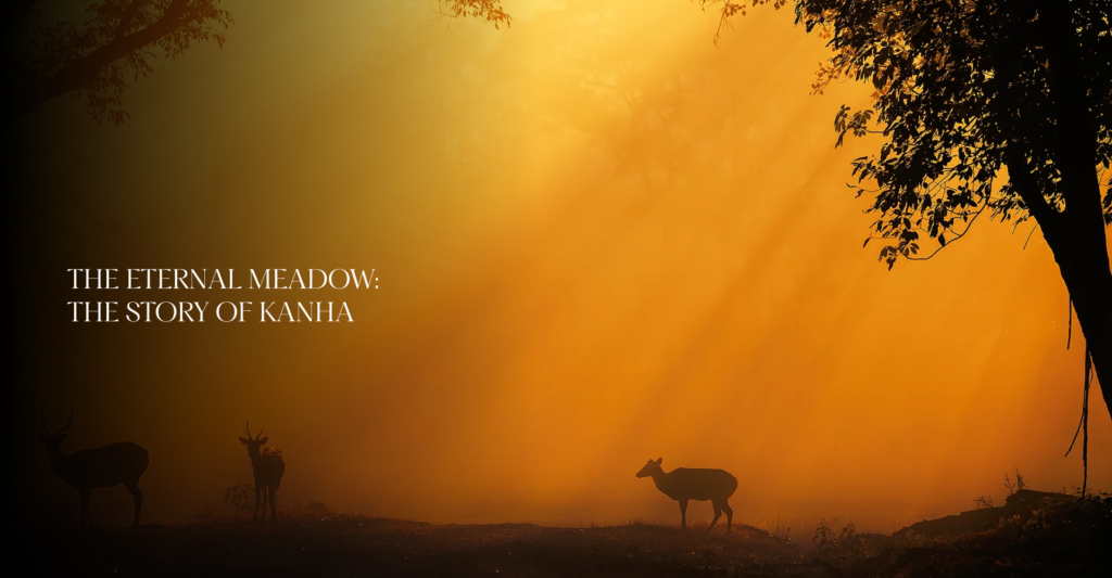 Kanha Tiger Reserve: Inside India's Greatest Wildlife Comeback Story