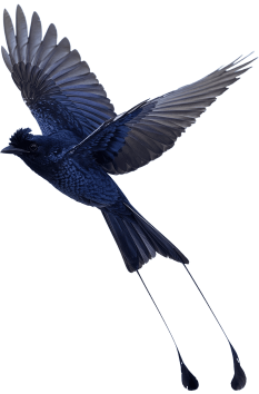Bird 1.1